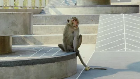  Macaque monkey sitting on modern concrete steps Video stock 311165100