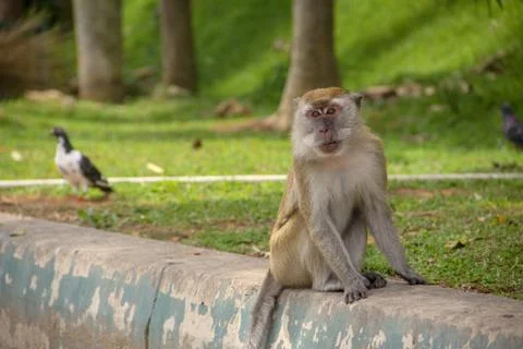 Macaque monkey sitting by the park road, with a bird strolling on the background Stock Photos