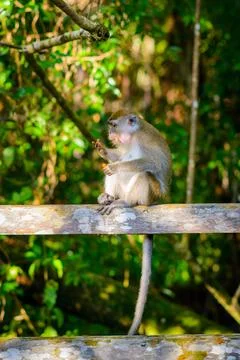 A macaque monkey sitting Stock Photos