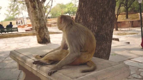 A Macaque Monkey sitting on a platform a... | Stock Video | Pond5