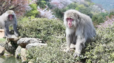 Macaque Monkey sitting by a pool watching as another monkey walks past it Stock Footage 49956115