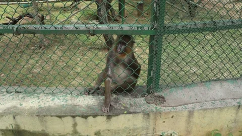 Macaque Monkey Sitting Quietly Inside Zoo Enclosure Wildlife Habitat Stock Footage 341101610