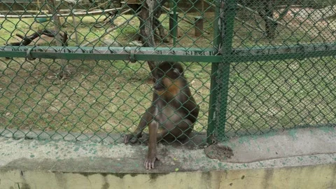 Macaque Monkey Sitting Quietly Inside Zoo Enclosure Wildlife Habitat Stock Footage 341102947