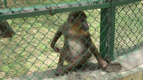 Macaque Monkey Sitting Quietly Inside Zoo Enclosure Wildlife Habitat Stock Footage 341103445