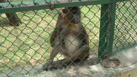 Macaque Monkey Sitting Quietly Inside Zoo Enclosure Wildlife Habitat Stock Footage 341106200