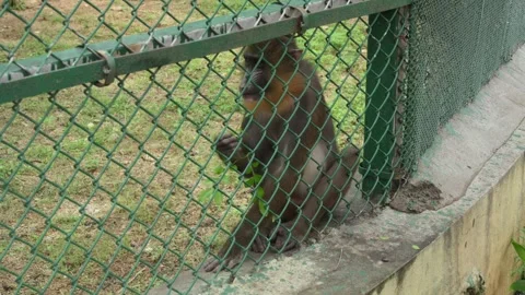 Macaque Monkey Sitting Quietly Inside Zoo Enclosure Wildlife Habitat Stock Footage 341106910