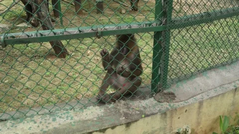 Macaque Monkey Sitting Quietly Inside Zoo Enclosure Wildlife Habitat Stock Footage 341108235