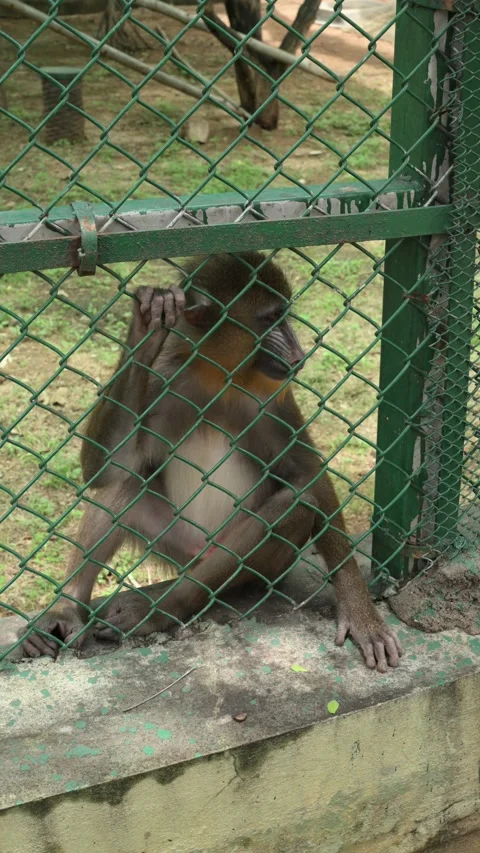 Macaque Monkey Sitting Quietly Inside Zoo Enclosure Wildlife Habitat Stock Footage 341109519
