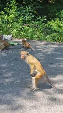 Macaque monkey sitting on the road, Sri Lanka Foto stock