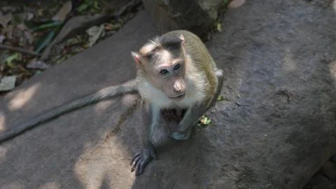 Macaque monkey sitting on rocks, viewed from above Fotos Stock
