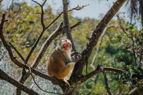 Macaque Monkey Sitting on a Thick Tree Branch Looking at the Camera Foto stock