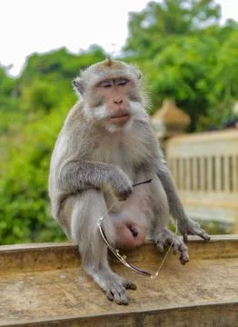 Macaque monkey sitting thoughtfully covering eyes and holding glasses in paw. Stock Photos