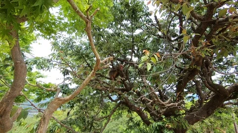 Macaque Monkey sitting on top of a tree Stock Footage 120479878