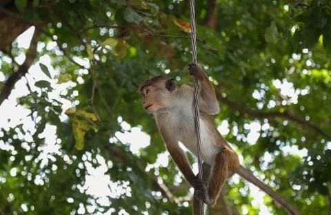 Macaque Monkey sitting on tree. Amusing monkeys. Stock Photos