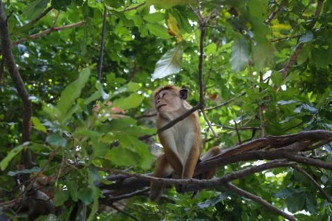 Macaque Monkey sitting on tree. Amusing monkeys. Photos