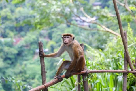 Macaque Monkey sitting on tree. Amusing monkeys. Stock Photos