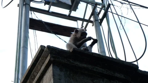 Macaque monkey sitting on wall eating, Ubud, Bali, Indonesia Stock Footage 93339421