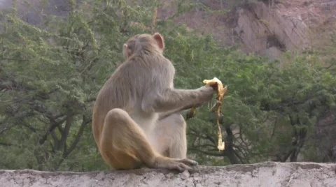A Macaque Monkey Snacks On A Banana Stock Footage 377600