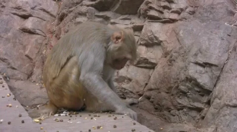 A Macaque Monkey Snacks On Berries Stock Footage 377601