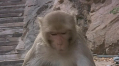 A Macaque Monkey Snacks On Leaves Stock Footage 377598