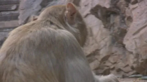 A Macaque Monkey Snacks On Leftovers Stock Footage 377599