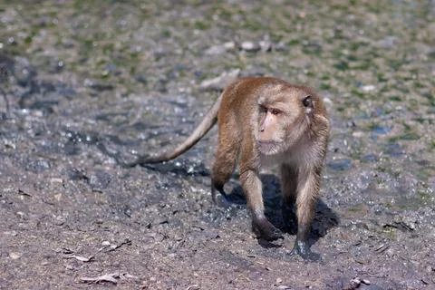 Macaque monkey stands in the mud. Selective focus, blurred background. Stock Photos