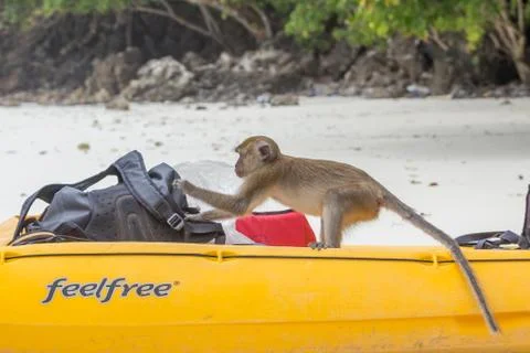 Macaque monkey stealing from a backpack Foto stock