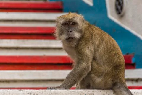 A Macaque monkey, on steps leading to the Batu Caves, Malaysia Stock Photos