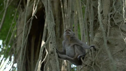A macaque monkey swinging and leaping between branches and vines Stock Footage 88488634