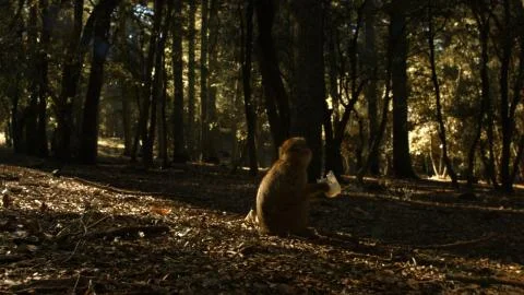Macaque monkey takes the plastic in Azrou forest, Moroccan atlas. 스톡 사진