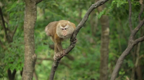 Macaque monkey on a tree Stock Footage 64569065