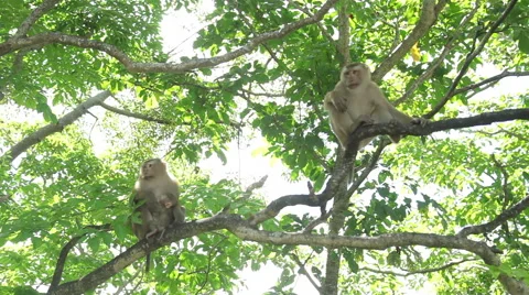 Macaque monkey on a tree Stock Footage 64569421