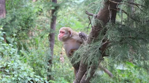 Macaque monkey on a tree in nature, India. Stock Footage 43256099