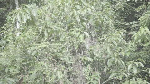 Macaque Monkey in tree slog2 Stock-Footage 82447500
