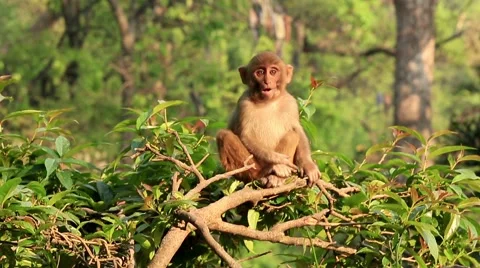 Macaque monkey on a tree in a Swayambhunath Stupa, Kathmandu, Nepal. Full HD Stock Footage 39978364