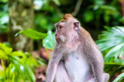 Macaque monkey at Ubud Monkey Forest in Bali Stock Photos