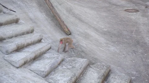 Macaque Monkey is Walking and Looking For Food Stock Footage 112055094