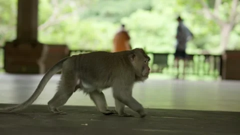 Macaque monkey walking in Bali Monkey Forest Stock Footage 336467185
