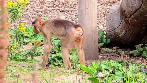 Macaque Monkey Walking Past Log near Greenery and Yellow Flowers Stock Footage 348614661