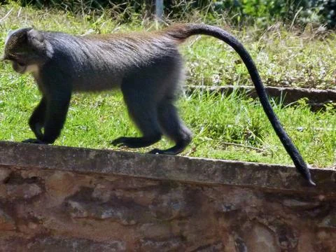 A macaque monkey walks along a brick fence against a background of green grass Stock Photos