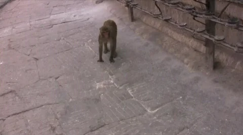 A Macaque Monkey walks around a Hindu Temple Stock Footage 486246