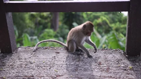 Macaque Monkey walks in Monkey Forest Stock-Footage 233577767