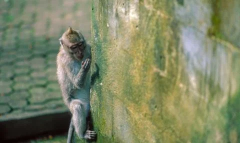 Macaque monkey on wall Stock Photos