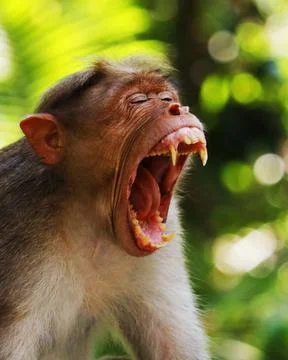 Macaque monkey widely open its mouth and showing sharp teeth in close up Stock Photos