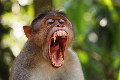 Macaque monkey widely open its mouth and showing sharp teeth Stock Photos