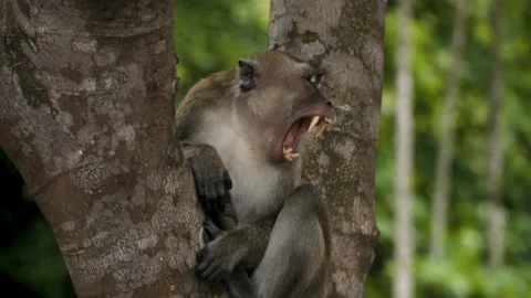 Macaque Monkey Yawning And Showing Its Fangs While Sitting On A Tree In Stock Footage 154847851