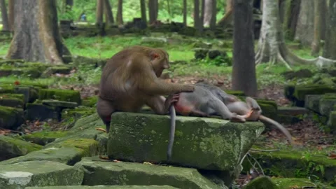 The macaque monkeys are playing on the ancient ruins of Angkor Wat  Stock Footage 318688897