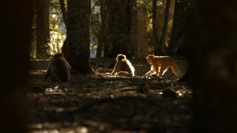 Macaque monkeys in Azrou forest, Moroccan atlas 스톡 사진