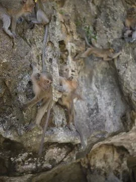 Macaque monkeys clinging to a tree trunk, Thailand Stock Photos