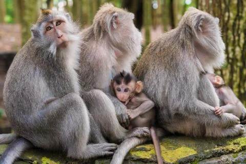Macaque monkeys with cubs at Monkey Forest, Bali, Indonesia Stock Photos